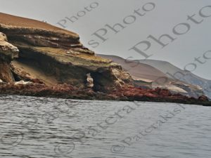 137 ΓΛΑΡΟΣ ΣΠΗΛΙΑ GUANO PUNTA PEJERREY PARACAS ΠΕΡΟΥ 14-08-2024