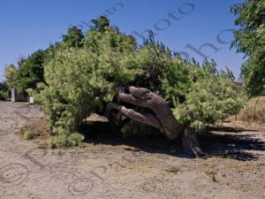 137 ΠΕΥΚΟ ΠΟΛΙΟΧΝΗ ΛΗΜΝΟΣ 21-08-2023