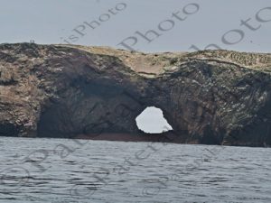 139 ΚΟΡΜΟΡΑΝΟΣ GUANAY CORMORANT ΠΙΓΚΟΥΙΝΟΣ HUMBOLDT BLUE FOODED BOOBY INCA TERNS ΠΕΛΕΚΑΝΟΣ KELP GULLS BALLESTAS ISLANDS PARACAS ΠΕΡΟΥ 14-08-2024