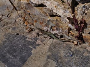 14 ΣΑΥΡΑ ΛΙΒΑΔΙΑ ΤΗΛΟΣ ΔΩΔΕΚΑΝΗΣΑ 14-04-2022