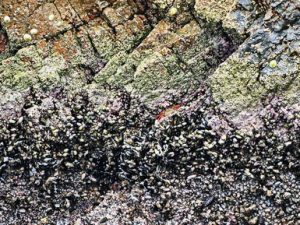 140 ΚΟΚΚΙΝΟ ΚΑΒΟΥΡΙ BALLESTAS ISLANDS PARACAS ΠΕΡΟΥ 14-08-2024