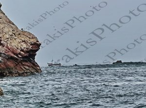 141 ΓΛΑΡΟΣ ΑΛΕΥΤΙΚΟ ΨΑΡΟΚΑΙΚΟ BALLESTAS ISLANDS PARACAS ΠΕΡΟΥ 14-08-2024