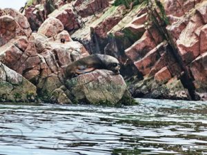 142 ΘΑΛΑΣΙΟΣ ΛΕΩΝ BALLESTAS ISLANDS PARACAS ΠΕΡΟΥ 14-08-2024