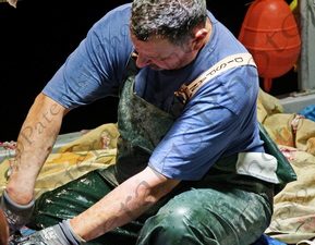 145 ΨΑΡΑΣ ΚΑΘΑΡΙΖΕΙ ΣΑΛΑΧΙ ΜΥΡΙΝΑ ΛΗΜΝΟΣ 22-08-2023