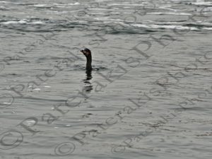 149 ΚΟΡΜΟΡΑΝΟΣ GUANAY CORMORANT PARACAS ΠΕΡΟΥ 14-08-2024
