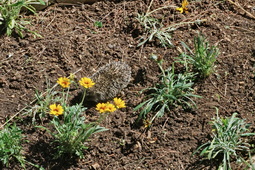 15 ΣΚΑΝΤΖΟΧΟΙΡΟΣ ΙΠΠΟΚΡΑΤΕΙΟΣ ΠΟΛΙΤΕΙΑ 29-06-2024