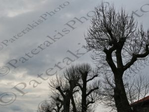 15 ΦΥΛΛΟΒΟΛΟ ΔΕΝΔΡΟ ΧΩΡΙΣ ΦΥΛΛΑ ΓΑΛΛΙΚΟΣ ΣΙΔΗΡΟΔΡΟΜΙΚΟΣ ΣΤΑΘΜΟΣ ΑΛΕΞΑΝΔΡΟΥΠΟΛΗ 14-01-2023