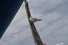 15 ΓΛΑΡΟΣ ΣΕ ΚΑΒΟ ΠΛΩΡΗ ΛΙΜΑΝΙ ΠΕΙΡΑΙΑ 20-03-2022