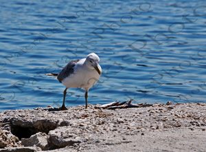 15 ΓΛΑΡΟΣ ΤΡΩΕΙ ΓΑΥΡΟ ΨΑΡΙ ΛΙΜΝΗ ΒΟΥΛΙΑΓΜΕΝΗΣ ΛΟΥΤΡΑΚΙ 10-07-2022