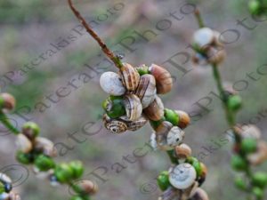 150 ΣΑΛΙΓΚΑΡΙ ΣΕ ΘΑΜΝΟ ΠΑΡΑΛΙΑ ΚΑΙΑΦΑ ΗΛΕΙΑ 22-04-2023