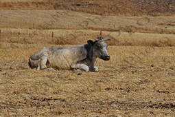 152 ΑΓΕΛΑΔΑ ΛΗΜΝΟΣ 23-08-2023