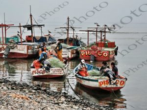 154 ΞΕΨΑΡΙΣΜΑ ΔΙΧΤΥ ΨΑΡΑΣ SAN ANDRES PISCO ΠΕΡΟΥ 14-08-2024