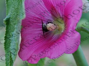 16 ΜΠΟΥΜΠΟΥΡΑΣ ΒΟΜΒΙΝΟΣ ΣΕ ΛΟΥΛΟΥΔΙ ΙΠΠΟΚΡΑΤΕΙΟΣ ΠΟΛΙΤΕΙΑ 30-06-2024