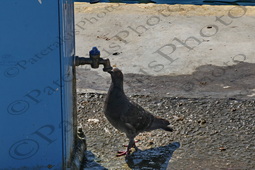 168 ΠΕΡΙΣΤΕΡΙ ΠΙΝΕΙ ΝΕΡΟ ΑΠΟ ΒΡΥΣΗ ΛΙΜΑΝΙ ΜΥΡΙΝΑ ΛΗΜΝΟΣ 29-08-2023