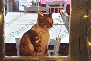 17 ΓΑΤΑ ΠΑΡΑΘΥΡΟ ΡΑΧΕΣ ΦΘΟΙΩΤΙΔΑ 17-12-2023