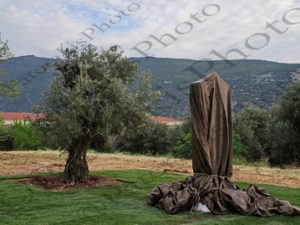 19 ΜΗΤΣΟΤΑΚΗΣ ΤΣΑΚΙΡΗΣ ΣΠΑΝΟΣ ΓΡΑΜΜΑΤΙΔΗΣ ΞΑΝΑΦΥΤΕΥΟΥΜΕ ΤΟΥΣ ΚΑΜΜΕΝΟΥΣ ΔΕΛΦΙΚΟΥΣ ΕΛΑΙΩΝΕΣ ΠΑΡΚΟ ΕΛΙΑΣ ΑΜΦΙΣΣΑ 29-04-2023