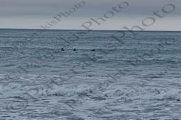 20 ΓΛΑΡΟΙ ΣΤΑ ΚΥΜΑΤΑ RECANA BEACH VINA DEL MAR ΧΙΛΗ 02-08-2024