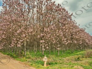 20 ΔΑΣΟΣ ΠΑΒΛΩΝΙΑ ΑΓ ΜΑΡΙΝΑ ΣΤΥΛΙΔΑ ΦΘΙΩΤΙΔΑ 09-04-2023