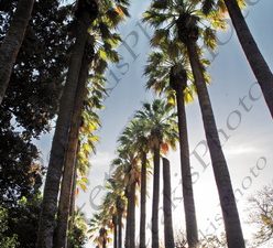 21 ΦΟΙΝΙΚΕΣ ΕΘΝΙΚΟΣ ΚΗΠΟΣ 24-12-2023