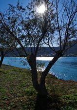 24 ΑΝΤΑΝΑΚΛΑΣΕΙΣ ΔΕΝΔΡΑ ΔΕΣΤΡΑ ΑΓΚΥΡΑ ΔΙΑΚΟΦΤΙ ΚΥΘΗΡΑ 15-01-2022