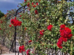 241 ΤΡΙΑΝΤΑΦΥΛΛΑ ΦΥΛΛΩΣΙΑ SCHONBRUNN PALACE VIENNA ΑΥΣΤΡΙΑ 30-08-2024