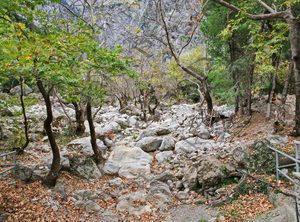 25 ΛΕΥΚΗ ΠΕΤΡΑ ΠΑΡΑΠΟΤΑΜΟΣ ΜΟΡΝΟΣ ΣΥΚΕΑ ΣΥΚΙΑ ΦΩΚΙΔΑ 20-10-2024