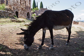 26 ΓΑΙΔΟΥΡΙ ΜΥΣΤΡΑΣ ΛΑΚΩΝΙΑ 16-08-2022
