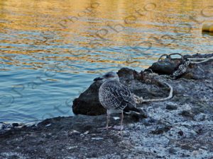 26 ΓΛΑΡΟΣ ΑΒΛΕΜΟΝΑΣ ΚΥΘΗΡΑ 04-08-2023