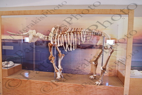 27 ΠΑΛΑΙΟΝΤΟΛΟΓΙΚΟ ΜΟΥΣΕΙΟ ΕΛΑΦΑΝΤΩΝ ΣΠΗΛΑΙΟ ΧΑΡΚΑΔΙΟ ΤΗΛΟΣ 11-05-2022