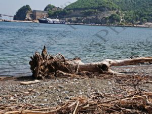 29 ΞΥΛΟ ΚΟΡΜΟΣ ΝΗΣΑΚΙ ΠΑΡΑΛΙΑ ΚΥΜΑΣΙ ΕΥΒΟΙΑ 23-09-2023