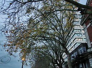 32 ΔΕΝΔΡΟ ΠΕΣΜΕΝΟ ΦΥΛΛΟ ΦΩΤΙΣΜΕΝΗ ΓΩΝΙΑ LONDON ΗΝΩΜΕΝΟ ΒΑΣΙΛΕΙΟ 24-11-2024