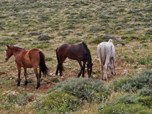 32 ΑΛΟΓΑ ΤΑΙΝΑΡΟ ΛΑΚΩΝΙΑ 29-04-2022