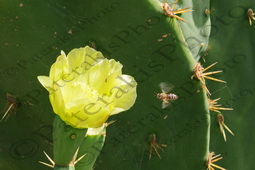 32 ΑΝΘΟΣ ΜΕΛΙΣΣΑ ΓΥΡΗ ΦΡΑΓΚΟΣΥΚΟ ΠΑΡΑΛΙΑ ΚΥΜΑΣΙ ΕΥΒΟΙΑ 23-09-2023