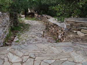 35 ΣΟΚΑΚΙΑ ΓΑΤΑ ΛΟΥΛΟΥΔΙΑ ΚΑΣΤΡΟΠΟΛΙΤΕΙΑ ΒΑΘΕΙΑ ΛΑΚΩΝΙΑ 29-04-2022