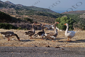 37 ΠΑΠΙΑ ΜΑΝΗ ΛΑΚΩΝΙΑ 19-08-2022