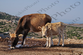 38 ΑΓΕΛΑΔΑ ΜΑΝΗ ΛΑΚΩΝΙΑ 19-08-2022