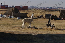 40 ΛΑΜΑ ΑΓΕΛΑΔΑ ΣΑΝΟ ΘΗΜΩΝΙΑ ΣΤΑΒΛΟΣ EL ALTO ΒΟΛΙΒΙΑ 05-08-2024