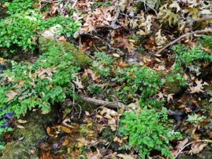 40 ΚΑΤΑΡΡΑΚΤΗΣ ΝΕΡΑΙΔΑ ΒΡΥΣΗ ΓΕΦΥΡΙ ΜΥΛΟΠΟΤΑΜΟΣ ΚΥΘΗΡΑ 06-08-2023