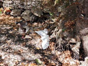 41 ΠΑΠΙΑ ΜΥΛΟΠΟΤΑΜΟΣ ΚΥΘΗΡΑ 06-08-2023