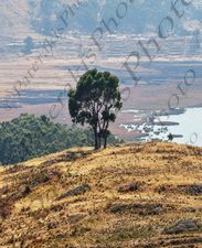 42 ΜΟΝΑΧΙΚΟ ΔΕΝΔΡΟ ΛΙΜΝΗ TITICACA ΒΟΛΙΒΙΑ 05-08-2024