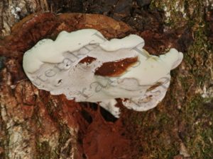 43 ΜΥΚΗΤΕΣ ΣΕ ΔΕΝΔΡΟ ΜΕΣΣΗΝΙΑ 17-09-2022