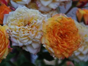 49 ΤΡΙΑΝΤΑΦΥΛΛΑ ΜΑΝΝΑ ΚΟΡΙΝΘΙΑ 20-08-2022