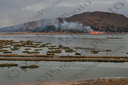 51 ΚΑΛΑΜΙ TOTORA ΚΑΨΙΜΟ ΑΓΡΩΝ PUTO ΛΙΜΝΗ TITICACA ΠΕΡΟΥ 05-08-2024