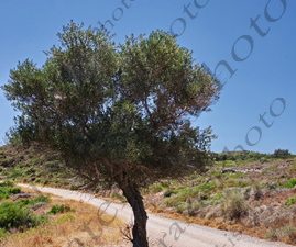 58 ΔΕΝΔΡΟ ΕΛΙΑ ΠΑΛΑΙΟΧΩΡΑ ΚΥΘΗΡΑ 08-08-2023