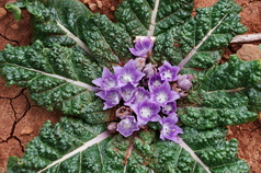 60 ΑΓΡΙΟΛΟΥΛΟΥΔΟ ΑΝΤΙΚΥΘΗΡΑ 18-01-2022