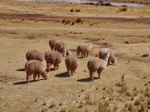 65 ΚΟΠΑΔΙ ΑΛΠΑΚΑ ALPACA SILLUSTANI ΛΙΜΝΗ UMAYO ΠΕΡΟΥ 06-08-2024