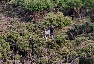 65 ΚΑΤΣΙΚΑ ΠΑΝΩ ΣΕ ΔΕΝΔΡΟ ΣΚΥΡΟΣ 24-08-2022