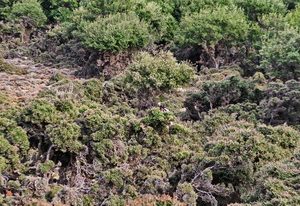 66 ΜΙΚΡΟ ΔΕΝΔΡΟ ΣΚΥΡΟΣ 24-08-2022