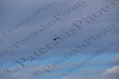 67 ΓΕΡΑΚΙ ΛΟΥΠΗΣ ΑΝΤΙΚΥΘΗΡΑ 18-01-2022