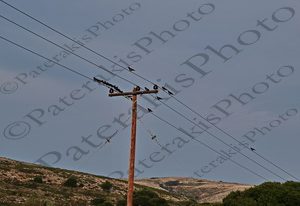 68 ΚΟΡΑΚΙ ΣΤΥΛΟΣ ΔΕΗ ΣΚΥΡΟΣ 24-08-2022